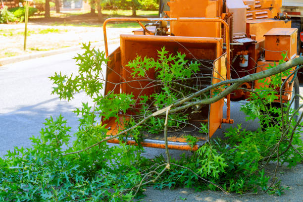 Best Tree Root Removal  in Newtown, PA